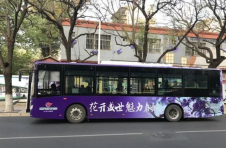 又是一年赏花季！云南昆明开启“蓝花楹模式”