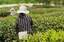 云南华坪：又是一年春茶香 永兴茶农采茶忙