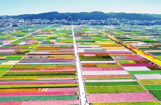 云南玉溪蔬菜出口备案基地达23.6万亩