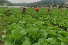 云南彝良奎香乡迤乌村：千亩蔬菜基地让群众在家门口致富增收