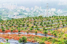 云南泸水市老六库村探索绿色生态产业兴乡富民路