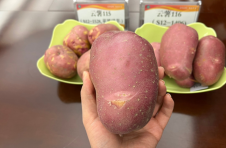 云南省马铃薯重大专项中期成果显著