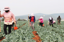 铺设绿色增收路！曲靖马龙区大力发展蔬菜种植产业