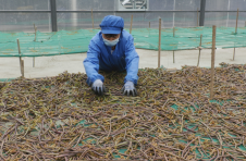 怒江贡山捧当：蕨菜变身“致富草”