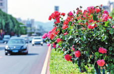 昆明主城区100余条主干道建成鲜花大道