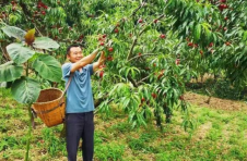 云南昌宁：支部引路 破解村民增收困局