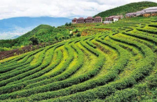 云南临沧：打造世界闻名的国际茶文化旅游目的地
