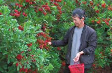 云南红塔区南厂社区：种下小果子 绿了荒山 美了环境