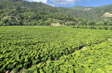 云南昌宁耈街乡：新品蔬菜番茜试种成功