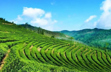 云南临沧：春茶生产增产增量 价格与上年持平