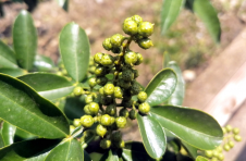 云南鲁甸：30万亩青花椒丰收在望