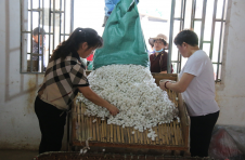 云南隆阳：“小蚕茧”织出“致富梦”