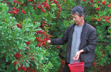 云南红塔区南厂社区：种下小果子 绿了荒山 美了环境