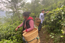怒江福贡：一叶春茶绿 一业乡村兴