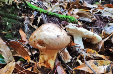去云南昌宁天堂山采松茸，邂逅“万菌之王”