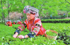 云南凤庆：另辟蹊径发展茶产业