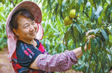 云南开远：快递进村让蜜桃销往全国