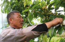 怒江兰坪通甸镇：发展壮大特色优势产业 带动群众就业增收