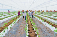 云南巧家打造现代化草莓基地