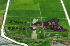 农旅结合，彩色稻田让德宏陇川乡村旅游火起来