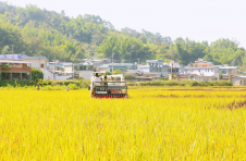 临沧双江千蚌村：彩色稻田喜迎丰收