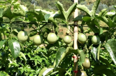 昆明宜良：百香果特色产业助农增收