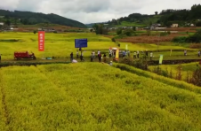 山地旱种杂交稻在云南普洱宁洱县试种成功 亩产超过600公斤