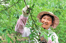 云南会泽：花椒迎丰收 椒农不愁销