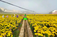 云南易门小街乡：菊花飘香富农家