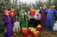云南禄丰：打响水果品牌 擦亮产业名片