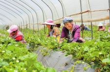 云南会泽：夏季草莓抢占全国大市场