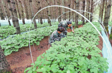 云南省中药材种植规模连续5年居全国首位
