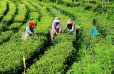 临沧凤庆：擦亮绿色茶产业名片