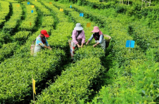 临沧凤庆：擦亮绿色茶产业名片