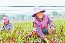 “苦药材”种出“甜日子” 云南宣威市落水镇打造“白芨小镇”