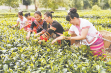云南景谷县入选中国茶叶流通协会2022年度茶业百强县域
