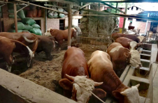 云南武定东坡乡：牛产业让村民过上“牛日子”