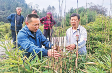 “双助推”汇聚乡村振兴新合力 云南镇雄县政协委员主动担当作为，持续贡献政协力量