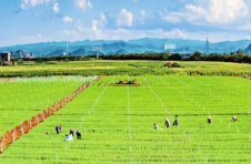 云南省文山州高原特色农业现代化发展势头正劲
