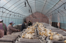 大理漾濞：抱团种植食用菌 发展产业更安心