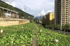 怒江泸水和谐社区：“微菜园”里的幸福感